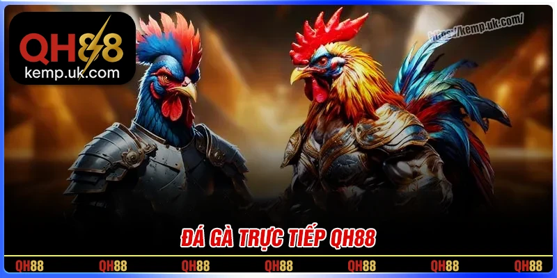 Đá gà QH88 - Cá cược trực tiếp những chiến kê hàng đầu