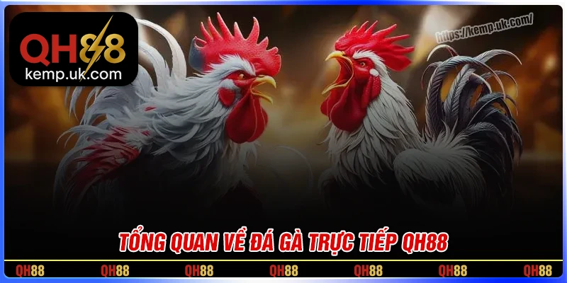 Tổng quan chung về đá gà QH88